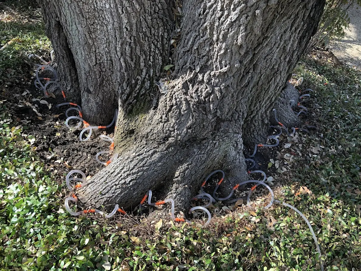 Detailed Shrub and Hedge Trimming job site in Benavides