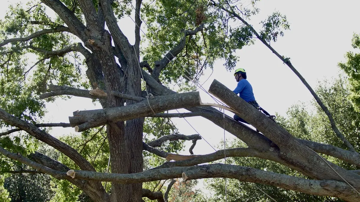 Professional Crown Thinning performed by certified arborists in Benavides