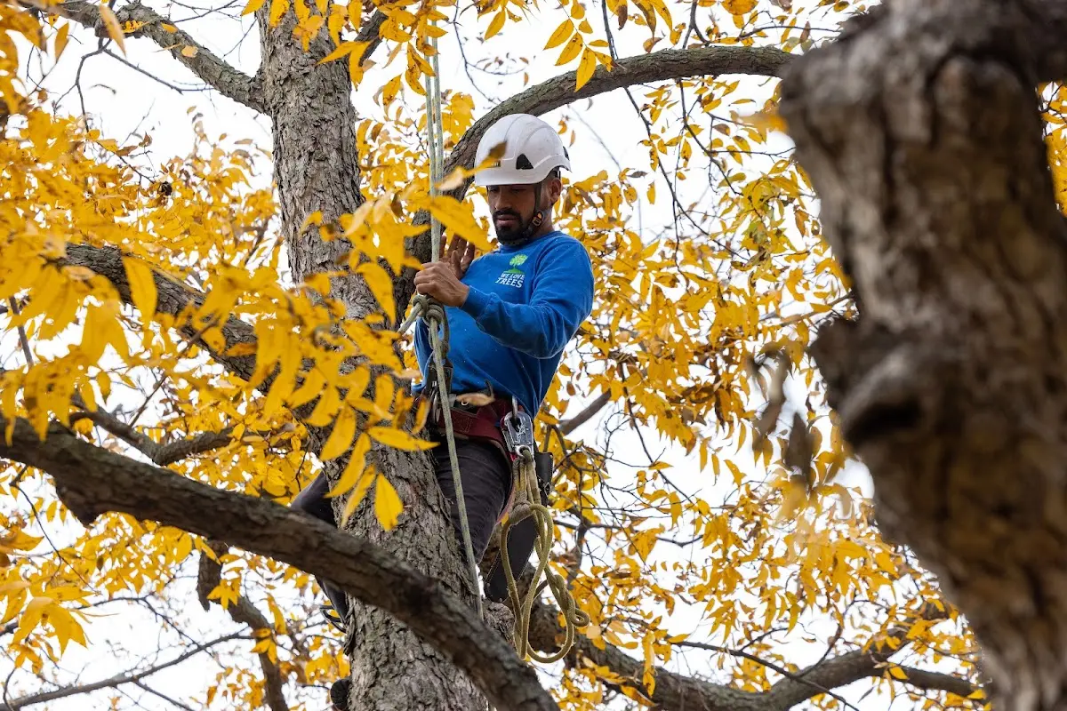 Skilled Emergency Tree Service crew working in Benavides